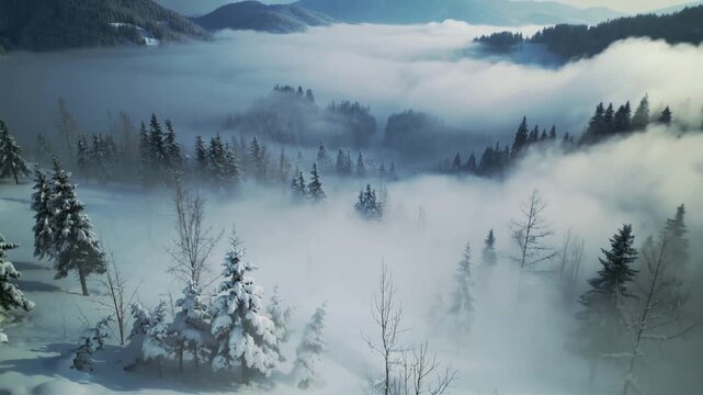 Flowing low-lying fog creeping into alpine valley, drone descending revealing snowy evergreens