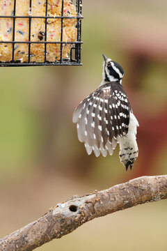 Downy woodpecker in flight toward suet feeder