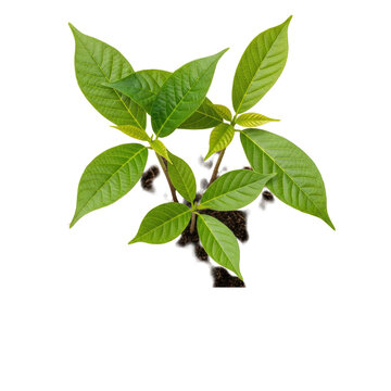 Adult hands gently cradling a delicate young tree sapling with lush emerald green foliage and dark moist soil, extreme close-up on a transparent background. Concept of new life and protection
