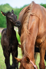 Naklejka premium little black foal of sportive breed with mom at pasture. close up