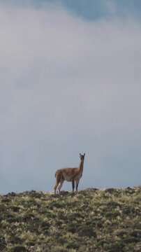 Lone guanaco standing on a high grassy ridge overlooking the Patagonian landscape