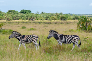 Obraz premium Plains zebra stallion following mare in grassland, iSimangaliso Wetland Park, South Africa