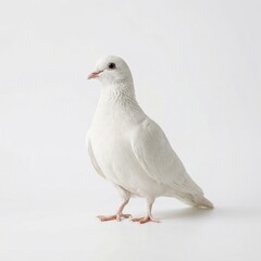 Fototapeta premium Pure White Dove
