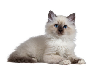 Isolated adorable Ragdoll kitten with fluffy fur and captivating blue eyes lying peacefully © Aoife
