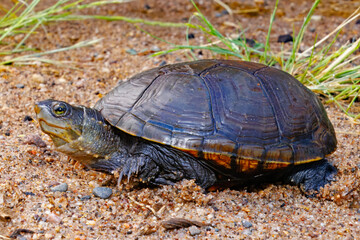 Fototapeta premium Yellow mud turtle, Kinosternon flavescens, Illinois mud turtle