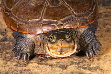 Naklejka premium Yellow mud turtle/Illinois Mud turtle, Kinosternon flavescens spooneri.
