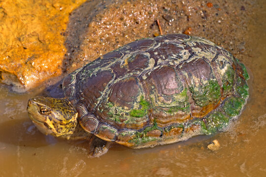Sonoran Mud Turtle, Kinosternon sonoriense.