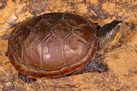 Yellow mud turtle Illinois Mud turtle, Kinosternon flavescens spooneri