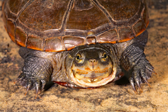 Yellow mud turtle/Illinois Mud turtle, Kinosternon flavescens spooneri.