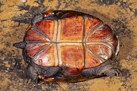 Yellow mud turtle Illinois Mud turtle, Kinosternon flavescens spooneri.