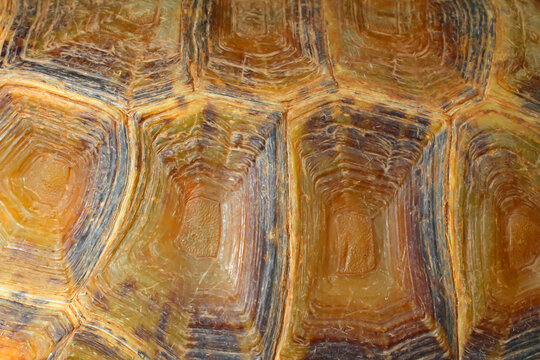 Impressed tortoise, Manouria impressa, Carapace scutes.