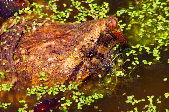 Alligator snapping turtle, Macrochelys temminckii.