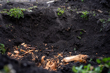 Fototapeta premium Wood chips scattered on soil inside pit after tree root removal, closeup of debris from cutting and splitting process.