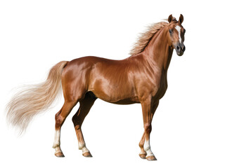 Obraz premium Isolated beautiful chestnut Arabian horse standing with flowing mane and tail, graceful elegant equine