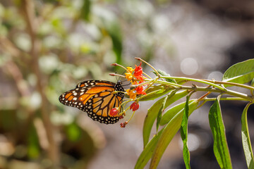 Southern monarch butterfly (Danaus erippus) feeding on a milkweed flower. © jroballo