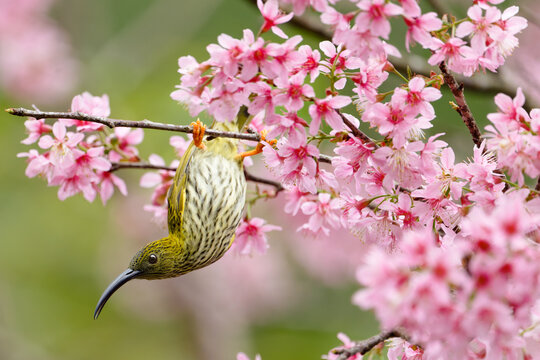 Streaked spiderhunter feeding on cherry blossoms, hanging upside down.