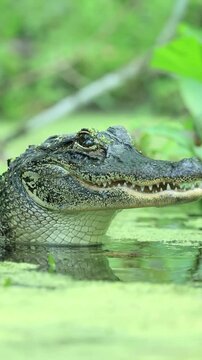 Awesome American Alligator Bubbling Eyes From Straining 