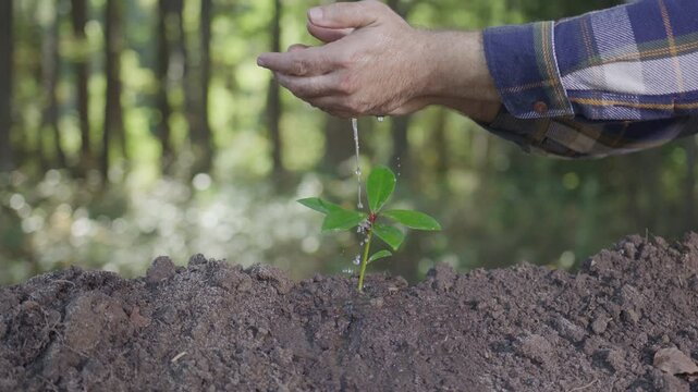 Caring hands and young plant outdoors. Watering green sprout. Man watering sapling in ground. Hands supporting new life in soil. Water drops falling on leaf. Growing seedling in soil.