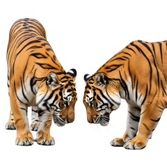 Obraz premium Two majestic tigers face each other in a striking pose, showcasing their power and grace. Their distinct orange and black stripes are clearly visible