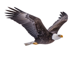 Fototapeta premium Isolated bald eagle in powerful majestic flight with widespread wings against a bright sky