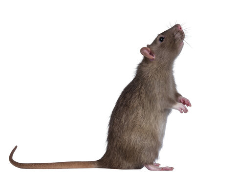 Isolated brown rat standing upright, looking up with curious expression, small rodent mammal