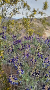 Mojave Indigo Bush purple flowers panning right. Creosote bush desert background.