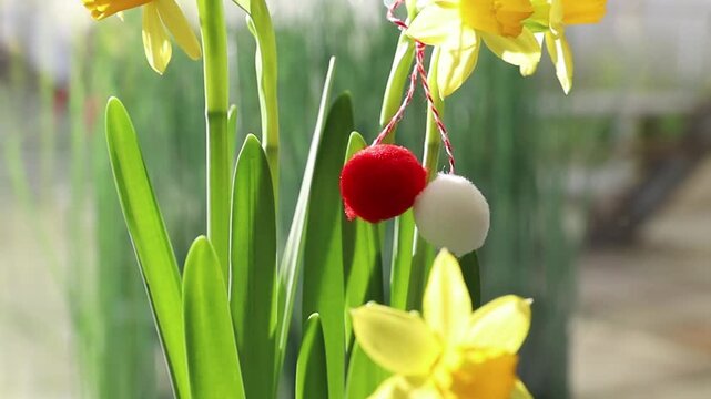 A single fluffy red and white martisor ball, tied with a string to blooming yellow daffodils on a spring day, close-up side view with slow motion depth of field. Concept of Romanian culture and tradit