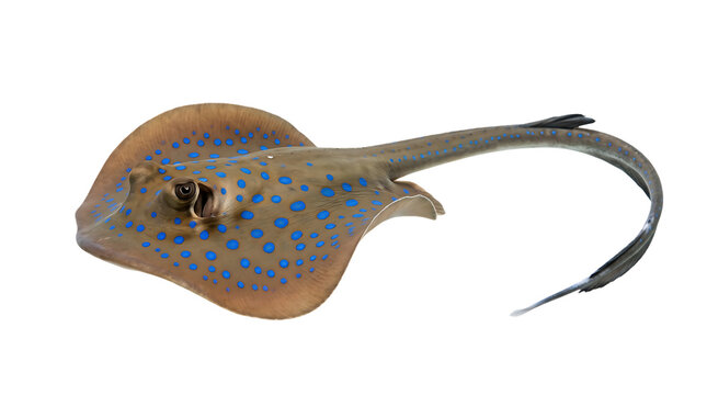 Exotic blue spotted stingray gliding gracefully underwater with detailed patterns on its flat body showcasing its long tail and intense gaze against a clean white background
