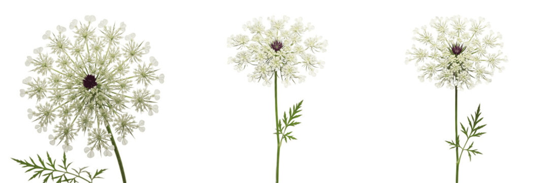 Queen Anne's lace wildflower isolated on white background Daucus carota wild carrot lace flower umbel white bloom macro botanical specimen studio cutout high resolution image