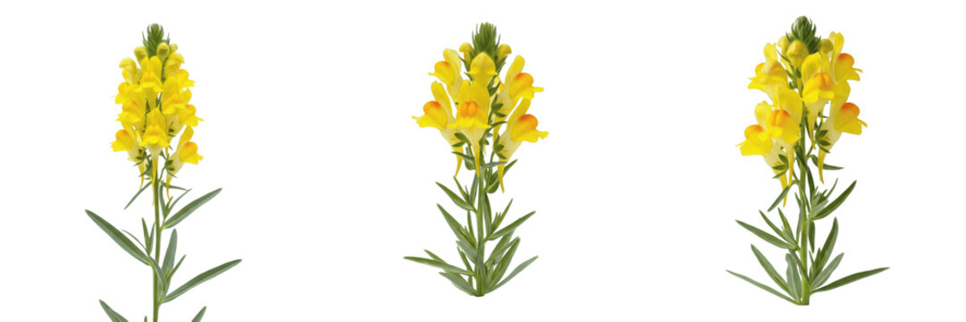 Yellow toadflax wildflower isolated on white background Linaria vulgaris butter and eggs flower snapdragon like bloom macro botanical specimen roadside plant studio cutout high resolution image