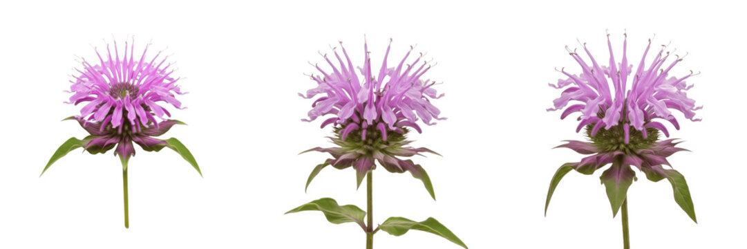 Wild bergamot wildflower isolated on white background Monarda fistulosa bergamot bee balm lavender flower macro botanical specimen native plant studio cutout high resolution image