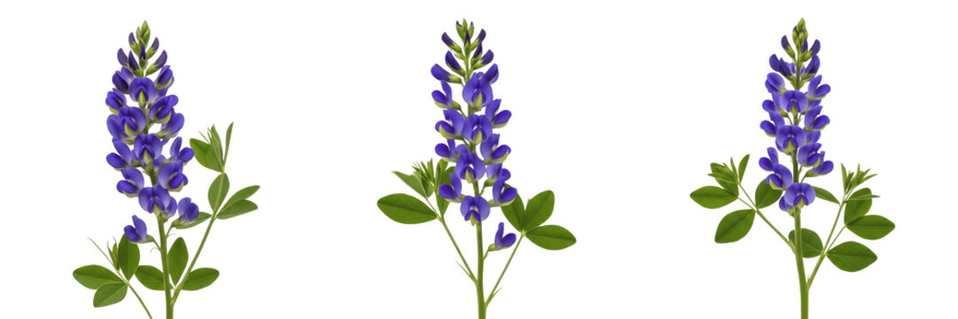 Wild indigo wildflower isolated on white background Baptisia australis blue wild indigo lupine like flower macro botanical specimen prairie plant studio cutout high resolution image