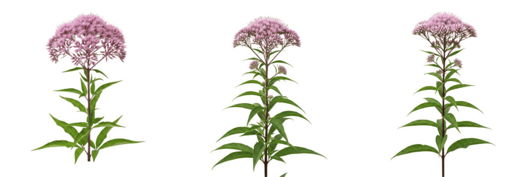 Joe-Pye weed wildflower isolated on white background Eutrochium purpureum joe pye weed pink cluster flower tall meadow plant macro botanical specimen studio cutout high resolution image
