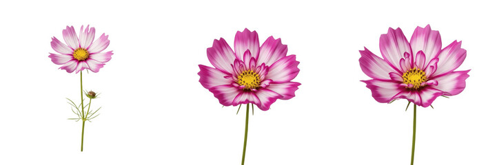 Wild cosmos wildflower isolated on white background Cosmos bipinnatus cosmos flower pink white daisy like bloom macro botanical specimen garden plant studio cutout high resolution image © Sanga