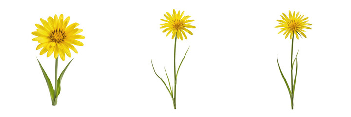 Naklejka premium Yellow salsify wildflower isolated on white background Tragopogon dubius yellow salsify goatsbeard dandelion like flower macro botanical specimen field plant studio cutout high resolution image