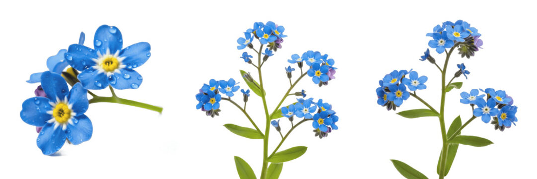 Alpine forget-me-not wildflower isolated on white background Myosotis alpestris blue forget me not alpine flower yellow center macro botanical specimen mountain plant studio cutout high resolution