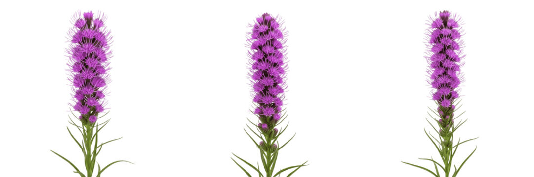 Prairie blazing star wildflower isolated on white background Liatris pycnostachya blazing star tall purple spike flower macro botanical specimen prairie plant studio cutout high resolution image