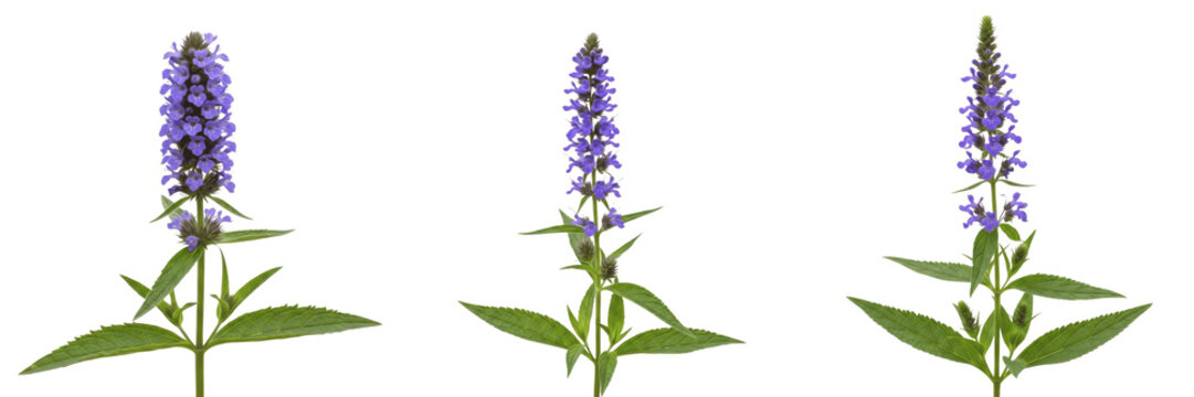Blue vervain wildflower isolated on white background Verbena hastata blue vervain tall spike flower medicinal herb macro botanical specimen wetland plant studio cutout high resolution image