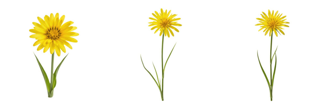 Yellow salsify wildflower isolated on white background Tragopogon dubius yellow salsify goatsbeard dandelion like flower macro botanical specimen field plant studio cutout high resolution image