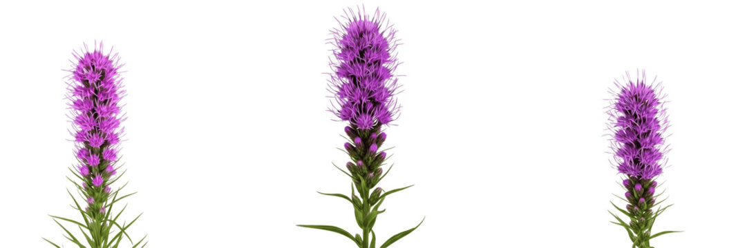 Rough blazing star wildflower isolated on white background Liatris aspera rough blazing star purple spike flower macro botanical specimen prairie plant studio cutout high resolution image
