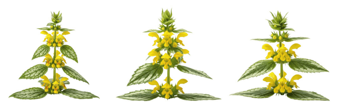 Greater celandine wildflower isolated on white background Chelidonium majus greater celandine yellow four petal flower medicinal herb macro botanical specimen roadside plant studio cutout high