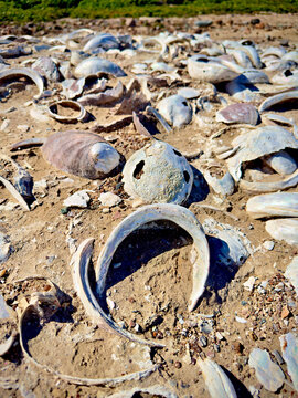 Abalone shells on beach in an Indian midden, in mud