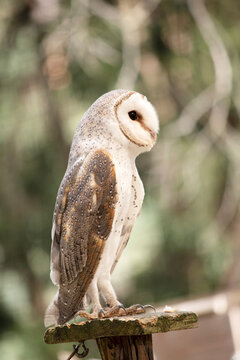 the barn owl is stanging on a perch
