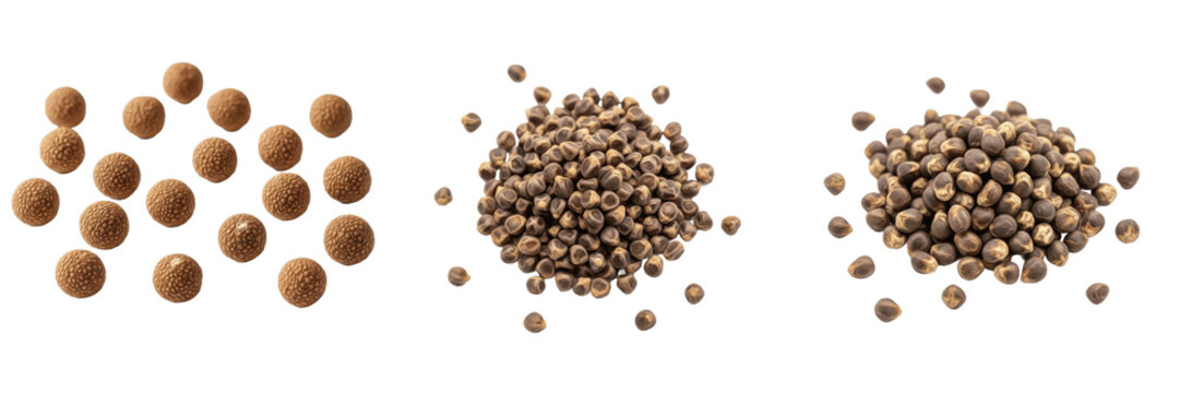 Durian Seeds (Durio zibethinus) Large Tropical Fruit Seeds, Durian Kernel Pit Seeds, Malvaceae Seeds Isolated on White Background Macro View