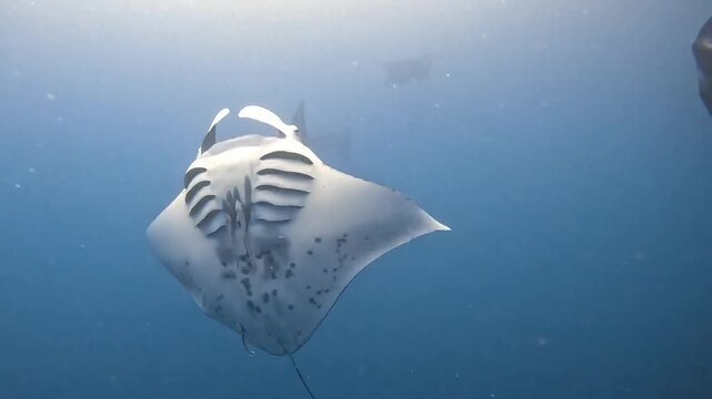 Reef Manta Ray Turning in Open Ocean Water