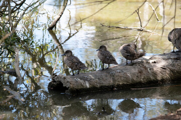 the chestnut teal ducks are standing on a log