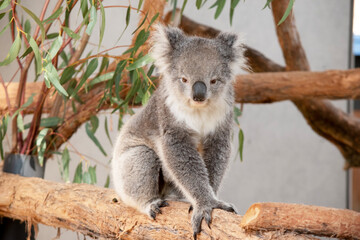 Fototapeta premium the koala is sitting on a tree branch