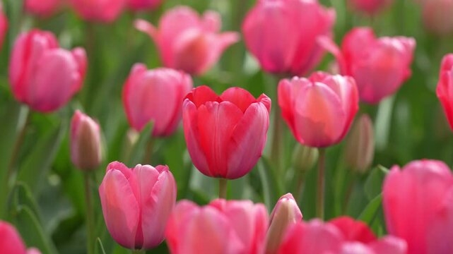 Tulip landscape. Floral texture for greeting card. Happy Easter. Tulips creating a red background. Spring banner. Valentine and holiday design. Red tulips blooming in a spring field. Tulip for floral.