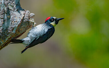 Acorn woodpecker perched on tree trunk with red cap and detailed plumage against soft green background © Don