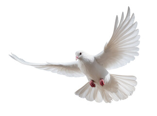 Fototapeta premium Isolated graceful white dove flying with outstretched wings, symbolizing peace and freedom